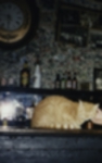 Die Bar-Katze